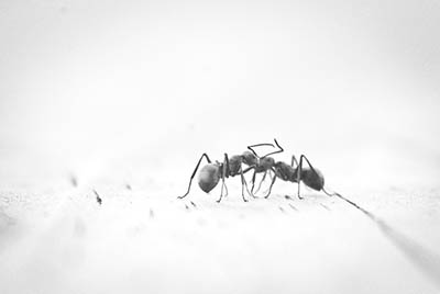 托福听力｜蚂蚁(ant)带来的智能启示录